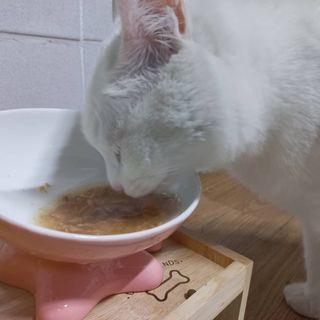 씨디랩 구강에서 장까지 한 번에 관리하는 더블락토 강아지 고양이 유산균 — 5점을 준 리뷰어가 2021년 6월 올린 사용 사진
