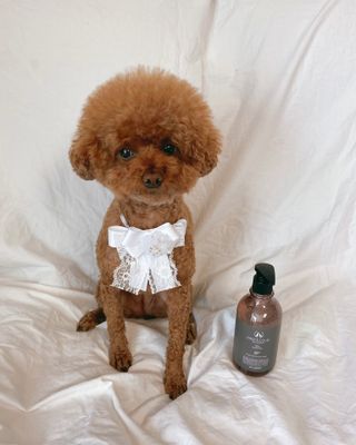 마리앤루이펫샴푸 [mari and louie pet shampoo] — 4.5점을 준 리뷰어가 2021년 6월 올린 사용 사진