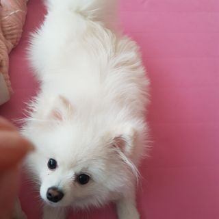 My Pet Care 천연단백질 관절건강에 개좋아 — 5점을 준 리뷰어가 2021년 2월 올린 사용 사진