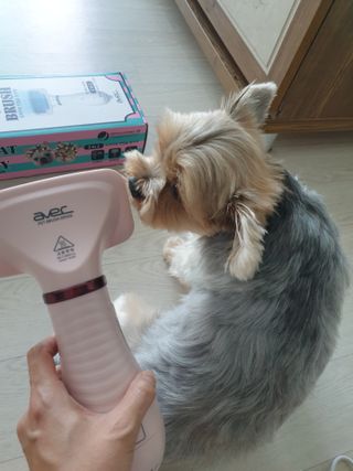 아베크 펫 강아지 고양이 애견 에어 브러쉬 드라이기 올인원 — 5점을 준 리뷰어가 2021년 7월 올린 사용 사진