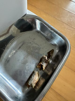 [펫시밀] 원물그대로 영양듬뿍 진공동결건조 치킨텐더100g, 열빙어트릿100g 강아지 고양이 간식 — 5점을 준 리뷰어가 2023년 5월 올린 사용 사진