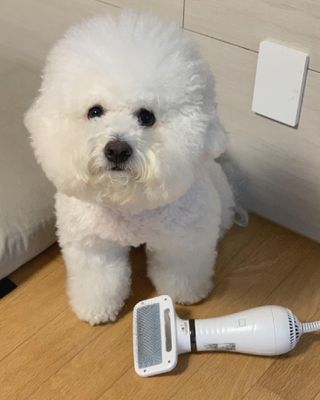 아베크 펫 강아지 고양이 애견 에어 브러쉬 드라이기 올인원 — 5점을 준 리뷰어가 2021년 7월 올린 사용 사진