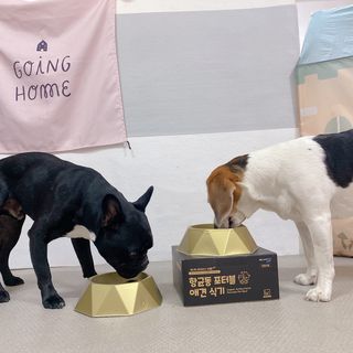 [세싹보울] 세균 싹~ 사라지는 셀앤핏 펫 항균동 애견식기 — 5점을 준 리뷰어가 2021년 6월 올린 사용 사진