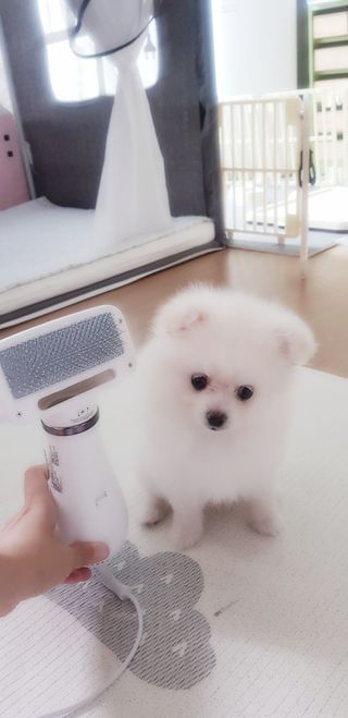 아베크 펫 강아지 고양이 애견 에어 브러쉬 드라이기 올인원 — 5점을 준 리뷰어가 2021년 7월 올린 사용 사진