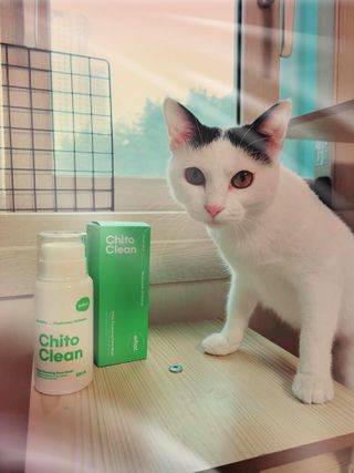 whol 키토클린 200ml - 항균항바이러스 강아지 눈 코 입 귀 세정탈취 고양이 턱드름제거 무향 워터리스 대용량 — 4.5점을 준 리뷰어가 2023년 2월 올린 사용 사진