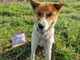 My Pet Care 천연단백질 관절건강에 개좋아 — 5점을 준 리뷰어가 2021년 3월 올린 사용 사진