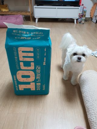 아베크 펫 와이드 프리미엄 중형 애견 강아지 배변 패드 54매 1팩 45g — 5점을 준 리뷰어가 2021년 7월 올린 사용 사진