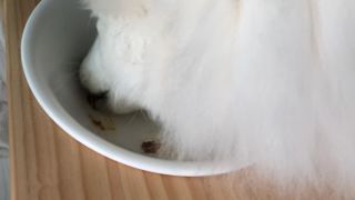 비타크래프트 조에시 하트캔 85g 강아지 습식캔 10캔 — 5점을 준 리뷰어가 2021년 8월 올린 사용 사진