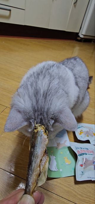 [펫시밀] 원물그대로 영양듬뿍 진공동결건조 치킨텐더100g, 열빙어트릿100g 강아지 고양이 간식 — 5점을 준 리뷰어가 2023년 5월 올린 사용 사진