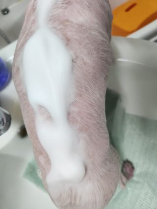 [댕모어 샴푸 2종] 댕샴푸 / 퍼피샴푸  2종 세트 (300ml) — 5점을 준 리뷰어가 2023년 10월 올린 사용 사진