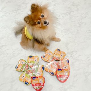 비타크래프트 조에시 하트캔 85g 강아지 습식캔 10캔 — 5점을 준 리뷰어가 2021년 7월 올린 사용 사진