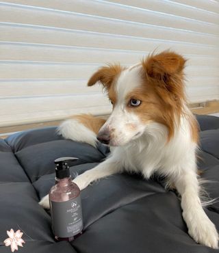 마리앤루이펫샴푸 [mari and louie pet shampoo] — 4점을 준 리뷰어가 2021년 5월 올린 사용 사진