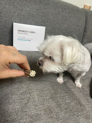 페페로니 클린플러스 덴탈치킨껌 10g x 14p — 5점을 준 리뷰어가 2021년 7월 올린 사용 사진