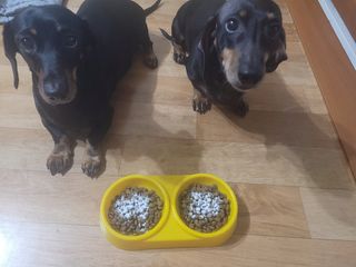 My Pet Care 모발과 모질 피부건강에 개좋아 — 5점을 준 리뷰어가 2021년 4월 올린 사용 사진