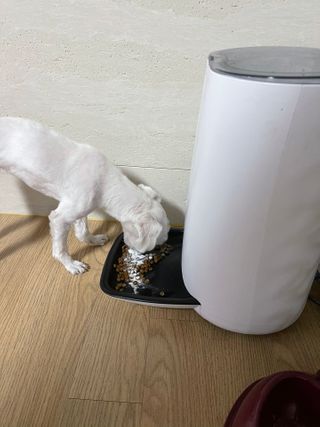 My Pet Care 모발과 모질 피부건강에 개좋아 — 5점을 준 리뷰어가 2021년 2월 올린 사용 사진