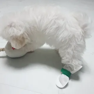 코보콩 에어슈즈 강아지 일회용 신발 소용량 패키지 20매 초경량  미끄럼방지 실내외 겸용 — 3점을 준 리뷰어가 2022년 2월 올린 사용 사진