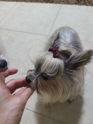 My Pet Care 천연단백질 관절건강에 개좋아 — 5점을 준 리뷰어가 2021년 3월 올린 사용 사진