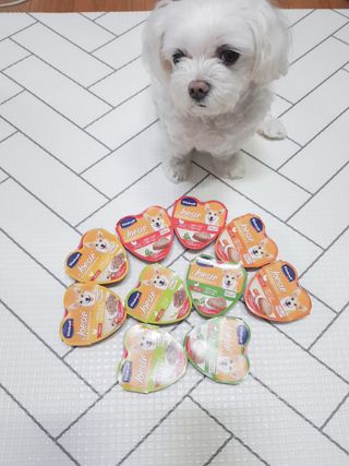 비타크래프트 조에시 하트캔 85g 강아지 습식캔 10캔 — 5점을 준 리뷰어가 2021년 8월 올린 사용 사진