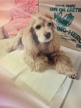 유키코코샤넬님이 올린 리뷰 사진 2