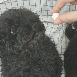 페페로니 자기전에 먹는 저알러지 껌 세트 치킨+오리 — 5점을 준 리뷰어가 2021년 7월 올린 사용 사진