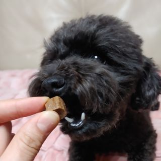 My Pet Care 천연단백질 관절건강에 개좋아 — 5점을 준 리뷰어가 2021년 1월 올린 사용 사진