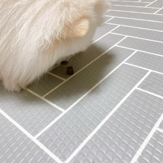 My Pet Care 천연단백질 관절건강에 개좋아 — 5점을 준 리뷰어가 2021년 1월 올린 사용 사진