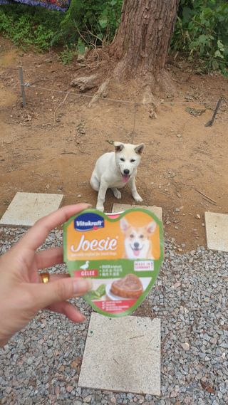 비타크래프트 조에시 하트캔 85g 강아지 습식캔 10캔 — 5점을 준 리뷰어가 2021년 8월 올린 사용 사진