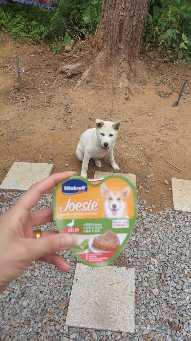 비타크래프트 조에시 하트캔 85g 강아지 습식캔 10캔 리뷰 사진