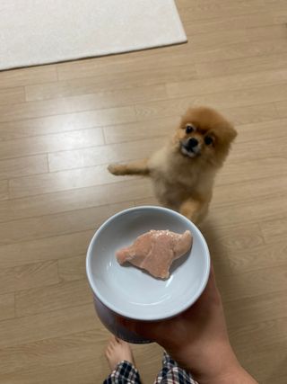 도그퓨어 푸드닭 강아지 닭고기 통살 애견간식 오리지널/차전자피/초록입홍합 — 5점을 준 리뷰어가 2021년 10월 올린 사용 사진