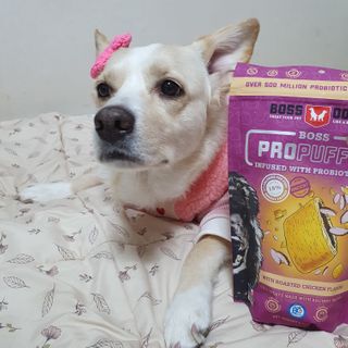 [보장균수5억] 건강한장 프로젝트 강아지간식 보스독 프로펍스트릿 170g 3종 — 5점을 준 리뷰어가 2020년 12월 올린 사용 사진