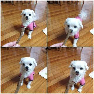 My Pet Care 천연단백질 치아건강에 개좋아 — 5점을 준 리뷰어가 2021년 2월 올린 사용 사진