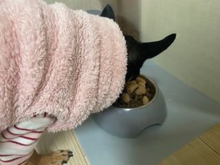 [보장균수500만] 건강한장 프로젝트 강아지사료 보스독 프로바이오틱스 340.19g 2종 — 5점을 준 리뷰어가 2021년 1월 올린 사용 사진