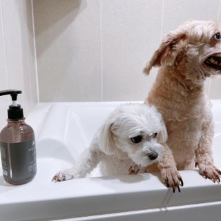 마리앤루이펫샴푸 [mari and louie pet shampoo] — 5점을 준 리뷰어가 2021년 5월 올린 사용 사진