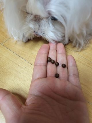 펫21 그로그로 에너지 강아지 고양이 반려동물 한방 영양제 비타민 종합 영양제 — 5점을 준 리뷰어가 2022년 1월 올린 사용 사진