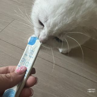 비쥬프렌즈 플랜 츄츄&건강 코어(장/관절/피모 분말) — 4.5점을 준 리뷰어가 2022년 8월 올린 사용 사진