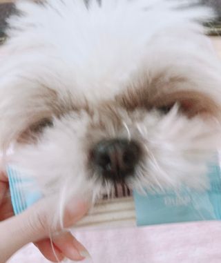 페페로니 클린플러스 덴탈오리껌 10g x 14p — 4점을 준 리뷰어가 2021년 7월 올린 사용 사진