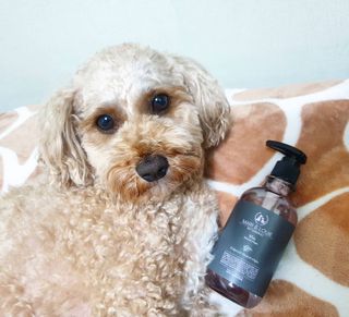 마리앤루이펫샴푸 [mari and louie pet shampoo] — 5점을 준 리뷰어가 2021년 6월 올린 사용 사진