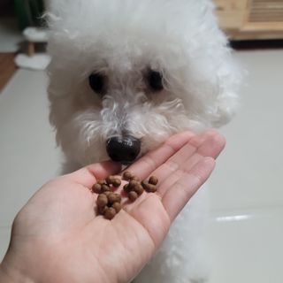 펫21 그로그로 5종 강아지 고양이 반려동물 한방 영양제 — 3점을 준 리뷰어가 2021년 12월 올린 사용 사진