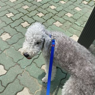 베이컨박스 [BACON] 고아웃클럽 이지그립 리드줄, 목줄 세트-BLUE — 3점을 준 리뷰어가 2021년 6월 올린 사용 사진