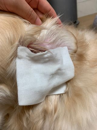 강아지님이 올린 리뷰 사진 3
