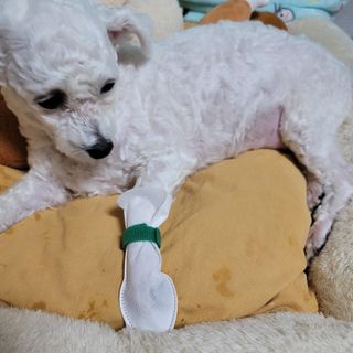 코보콩 에어슈즈 강아지 일회용 신발 소용량 패키지 20매 초경량  미끄럼방지 실내외 겸용 — 4점을 준 리뷰어가 2022년 2월 올린 사용 사진