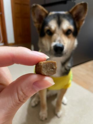 My Pet Care 천연단백질 관절건강에 개좋아 — 5점을 준 리뷰어가 2021년 1월 올린 사용 사진