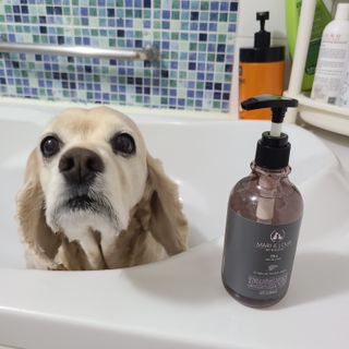 마리앤루이펫샴푸 [mari and louie pet shampoo] — 3점을 준 리뷰어가 2021년 5월 올린 사용 사진