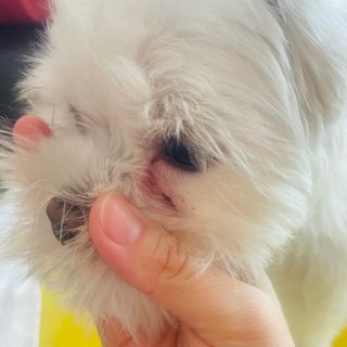 [댕모어 클리너 3종] 아이클리너 / 이어클리너 / 덴탈클리너 3종 세트 (120ml) — 5점을 준 리뷰어가 2023년 10월 올린 사용 사진