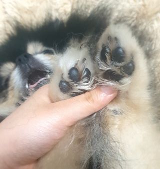 [레드허니밤]자유펫 고양이 강아지 발바닥 밤 14g — 5점을 준 리뷰어가 2021년 10월 올린 사용 사진