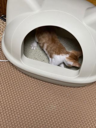 수달님님이 올린 리뷰 사진 2