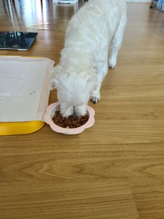 비타크래프트 조에시 하트캔 85g 강아지 습식캔 10캔 — 4점을 준 리뷰어가 2021년 8월 올린 사용 사진