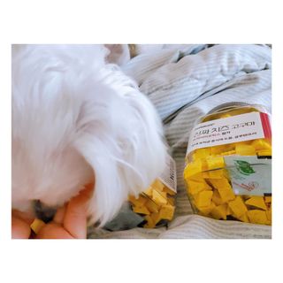 페페로니 진짜 프리바이오틱스 치즈+치즈고구마 180g+180g — 5점을 준 리뷰어가 2021년 7월 올린 사용 사진