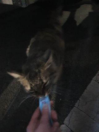 페페로니 잘 먹는 캣츄 - 무항생제 닭고기 12개 + 원양선 참치 12개 — 5점을 준 리뷰어가 2021년 8월 올린 사용 사진