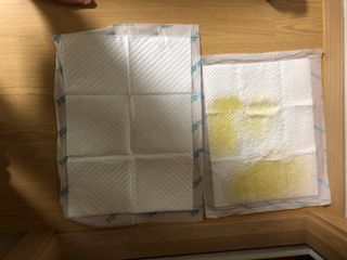 아베크 펫 와이드 프리미엄 중형 애견 강아지 배변 패드 54매 1팩 45g — 5점을 준 리뷰어가 2021년 7월 올린 사용 사진